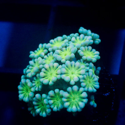 JC Lilly Yellow