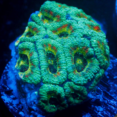 JC Zombie Acan