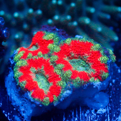 JC Peppermint Acan