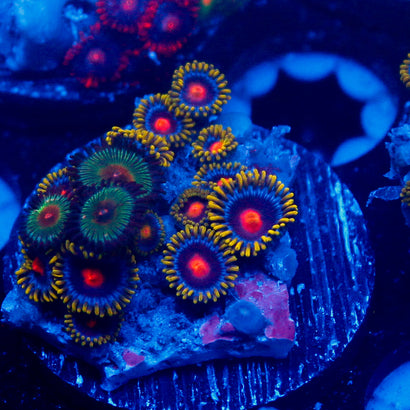 Zoa Mix Frag