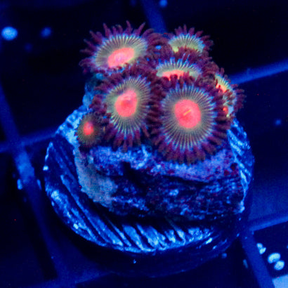 JC Red Eye Colony