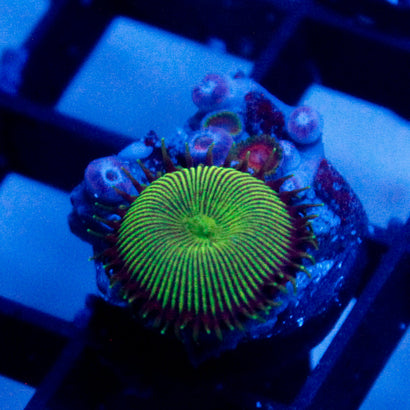 JC Alien Blood Zoa