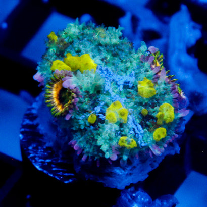 JC Alien Bounce Shroom