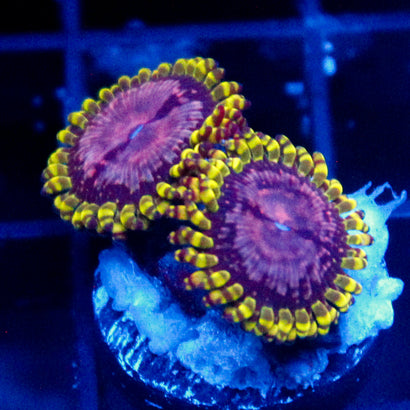 Purple Monster Zoa