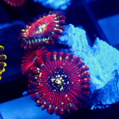 Magician Zoa
