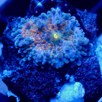 JC Rainbow Mushroom