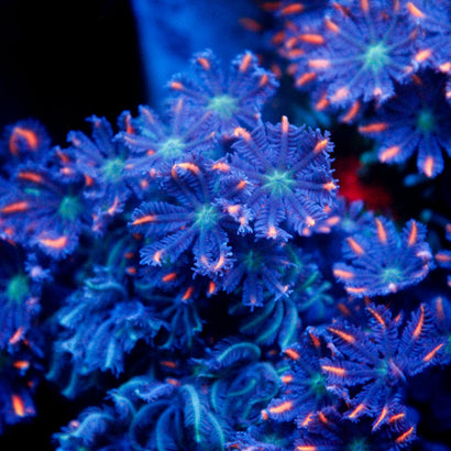 JC Red Clove Polyp