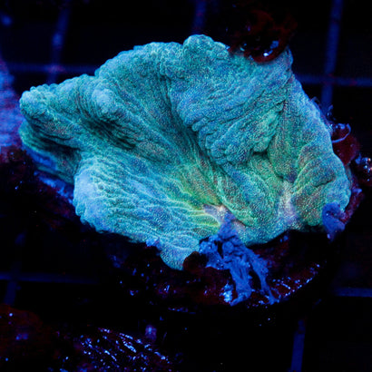 JC Outer Space Pectinia
