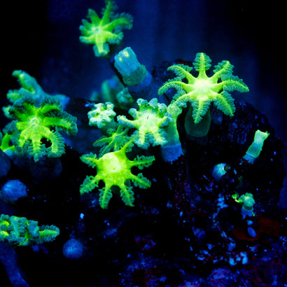 Neon Green Clove Polyp