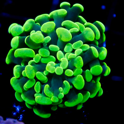 JC Neon Green Hammer