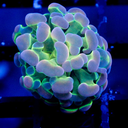 JC Ultra Hologram Hammer