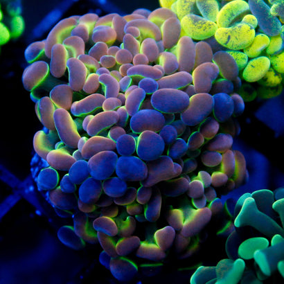 SBB Ultra Hologram Hammer