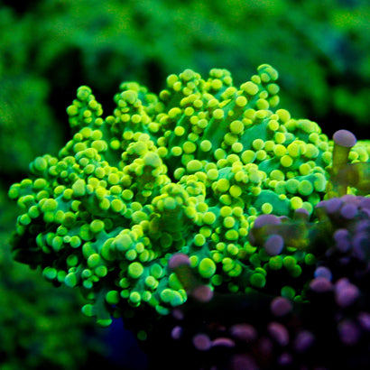 JC Neon Green Octo