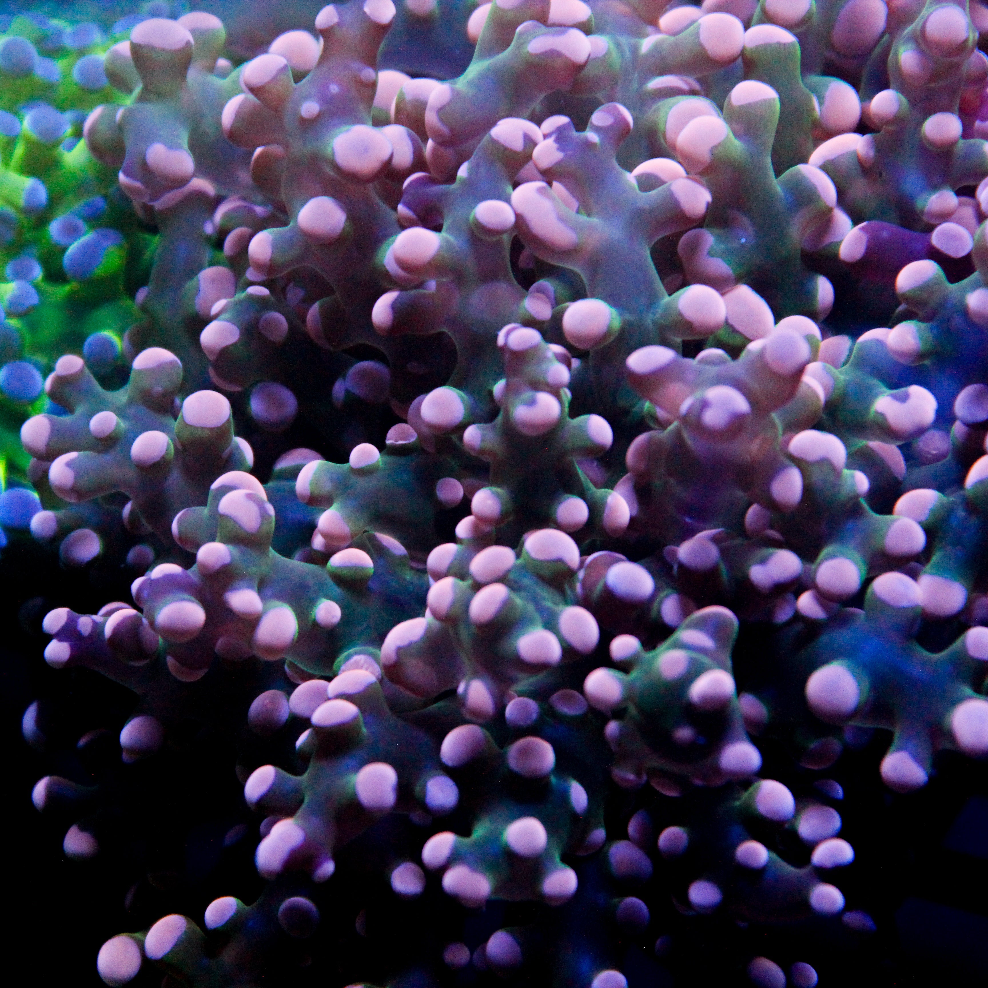JC Pink Tip Octo