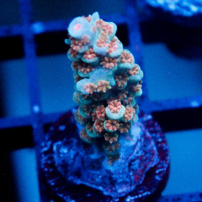 JC Watermelon Breeze