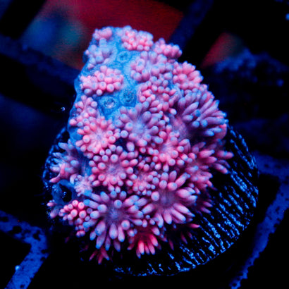 JC Pink Pursuit Goni