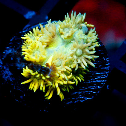 JC Yellow Rainbow Goni