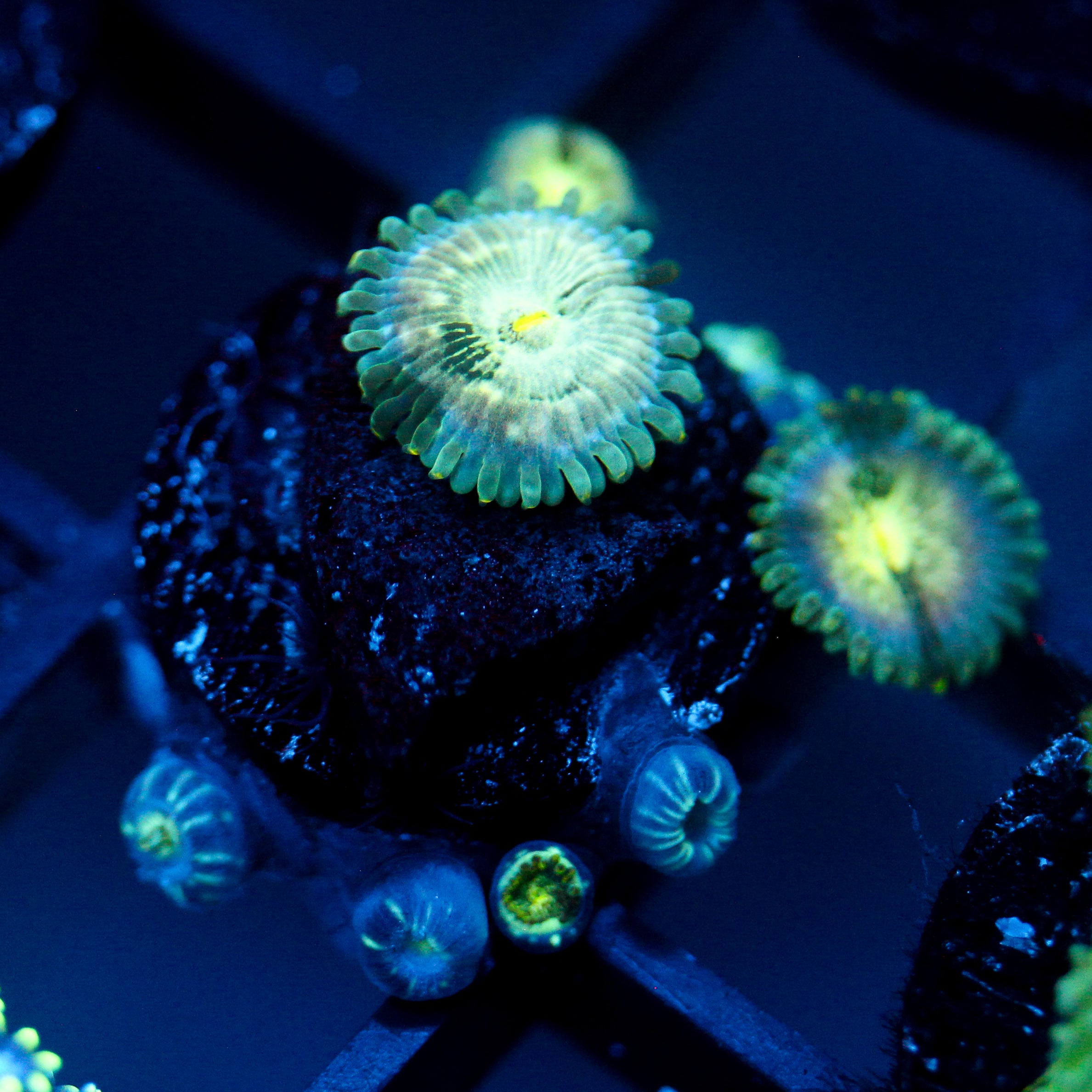 JC Hawaiian Ding Dang Zoanthid