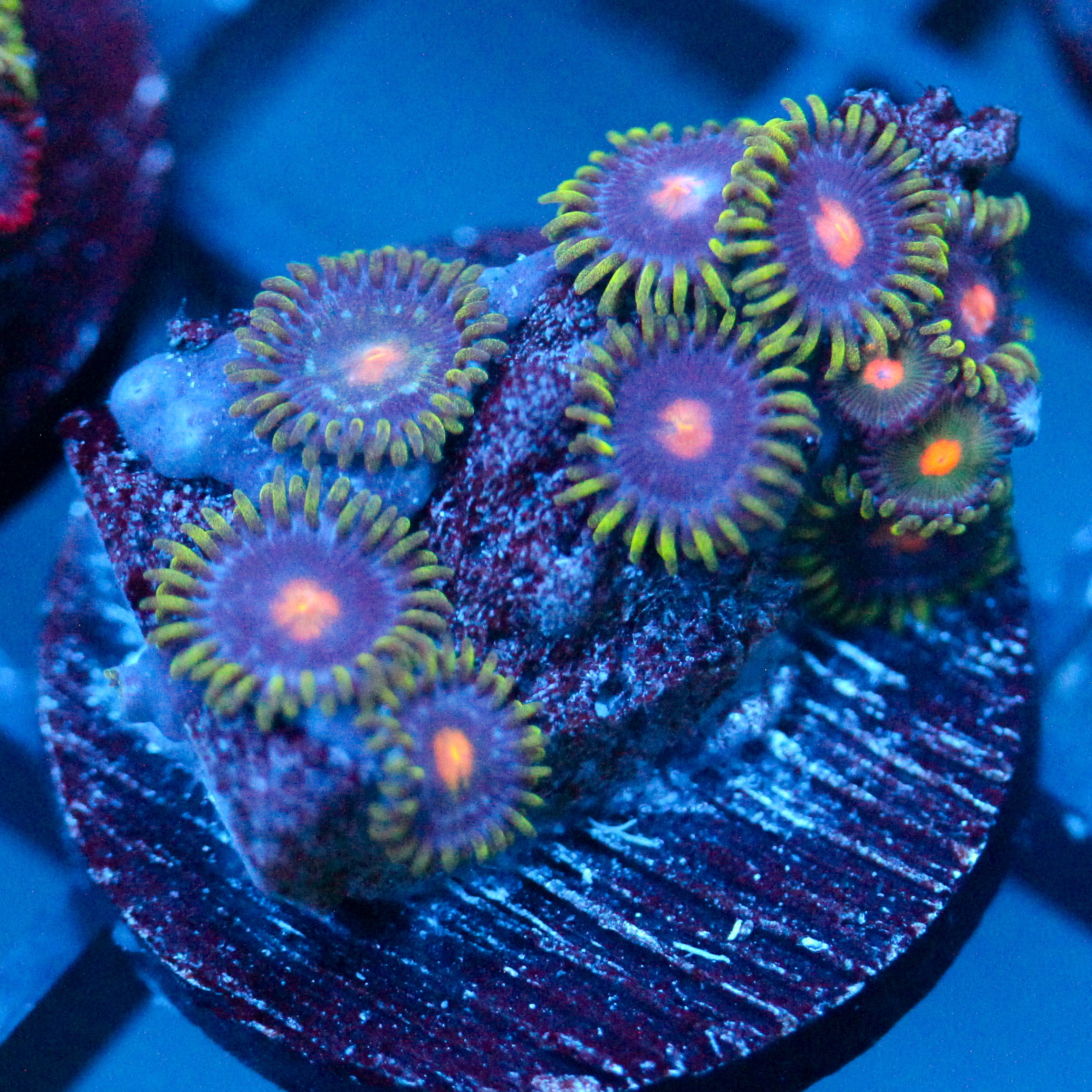JC Gold Burn Zoanthid