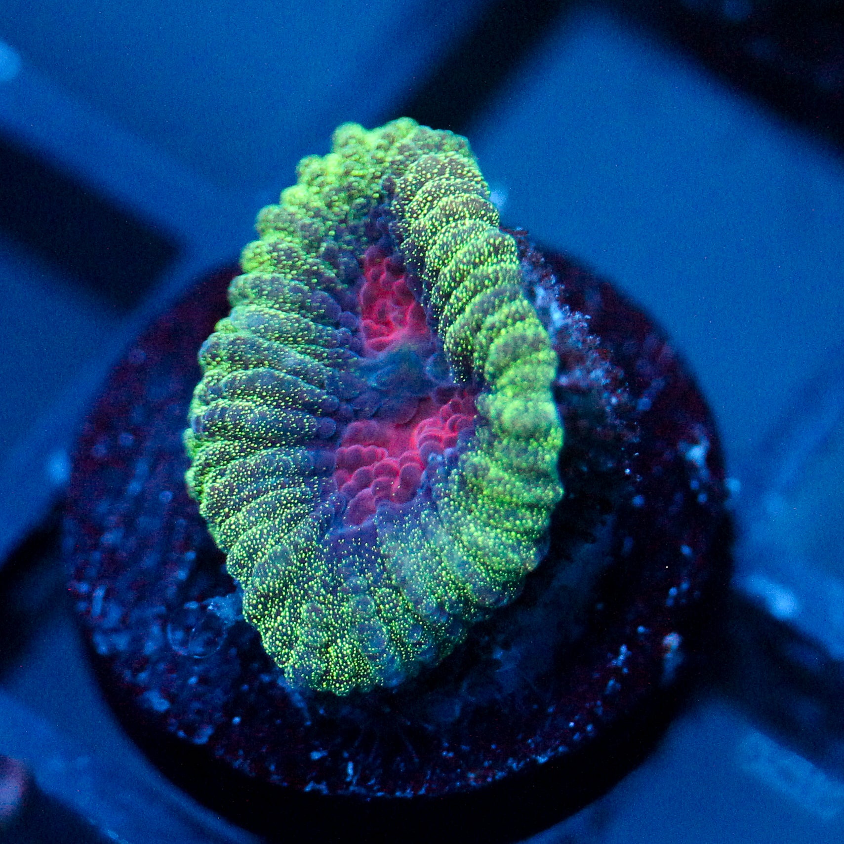 JC Demon Core Favia