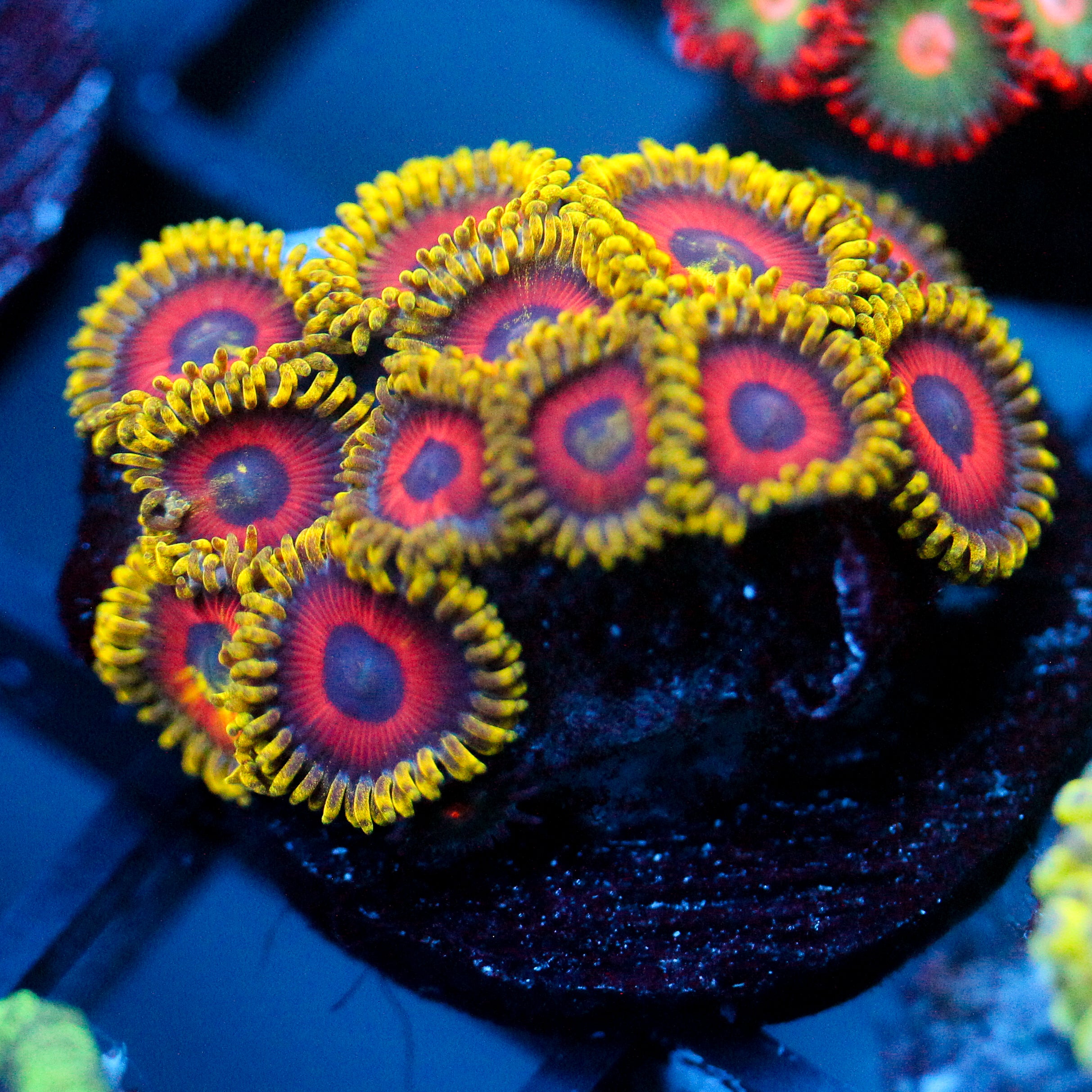 JC Fireworks Zoanthid