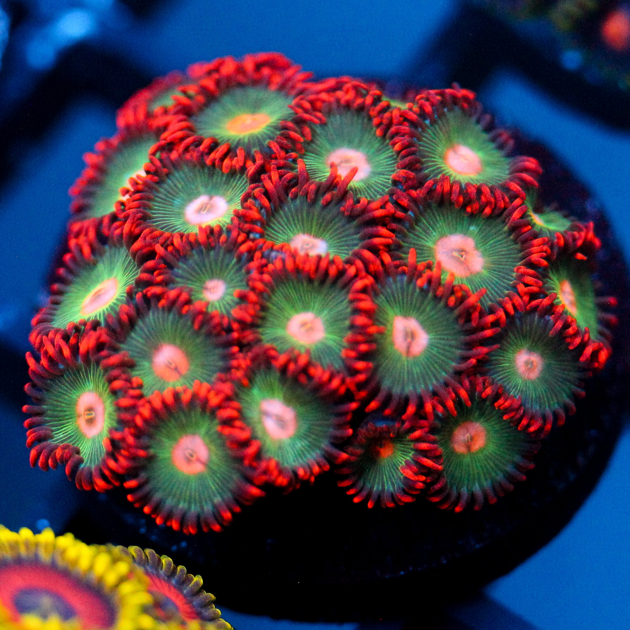 JC Gatorade Zoanthids