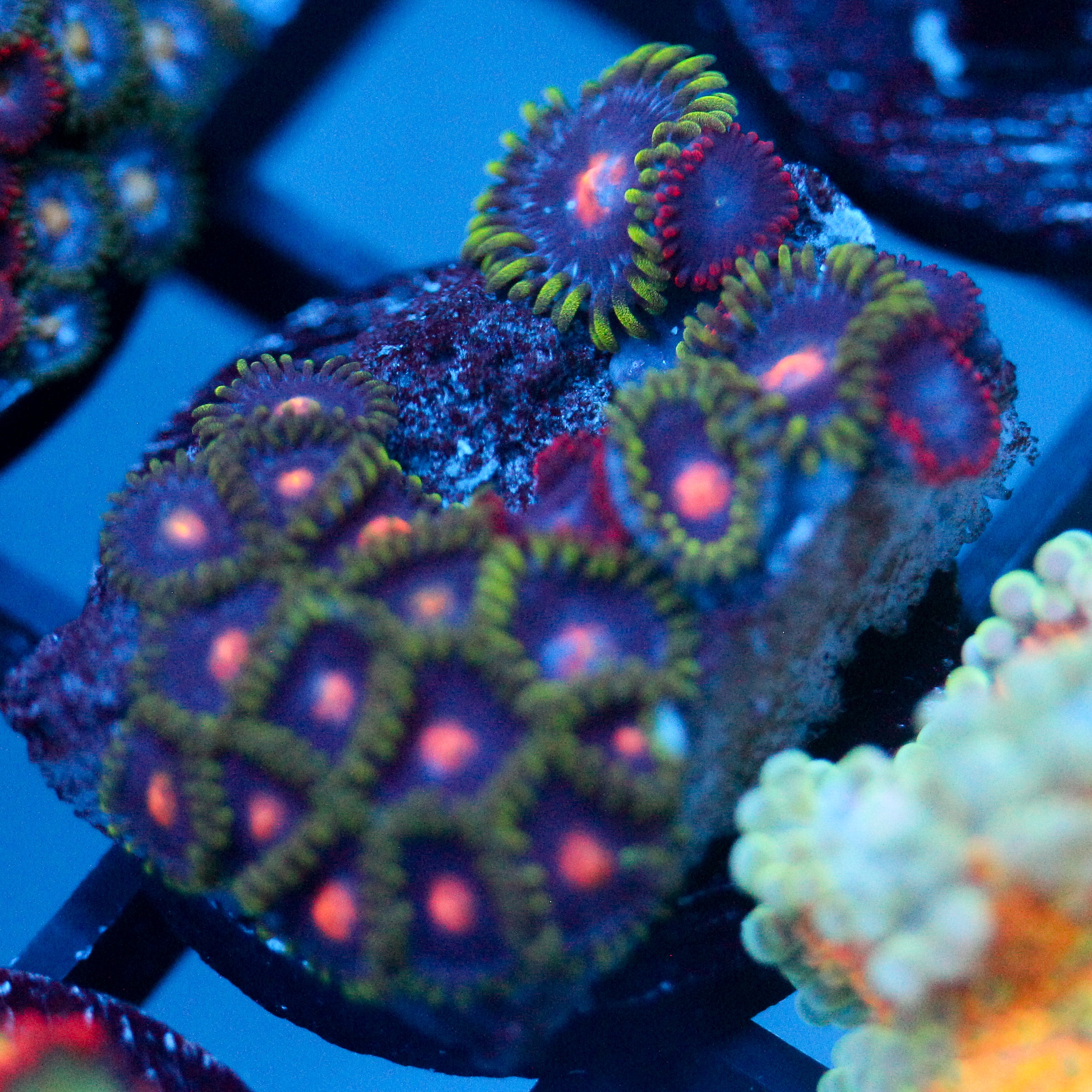 JC Green Crawler Zoanthid