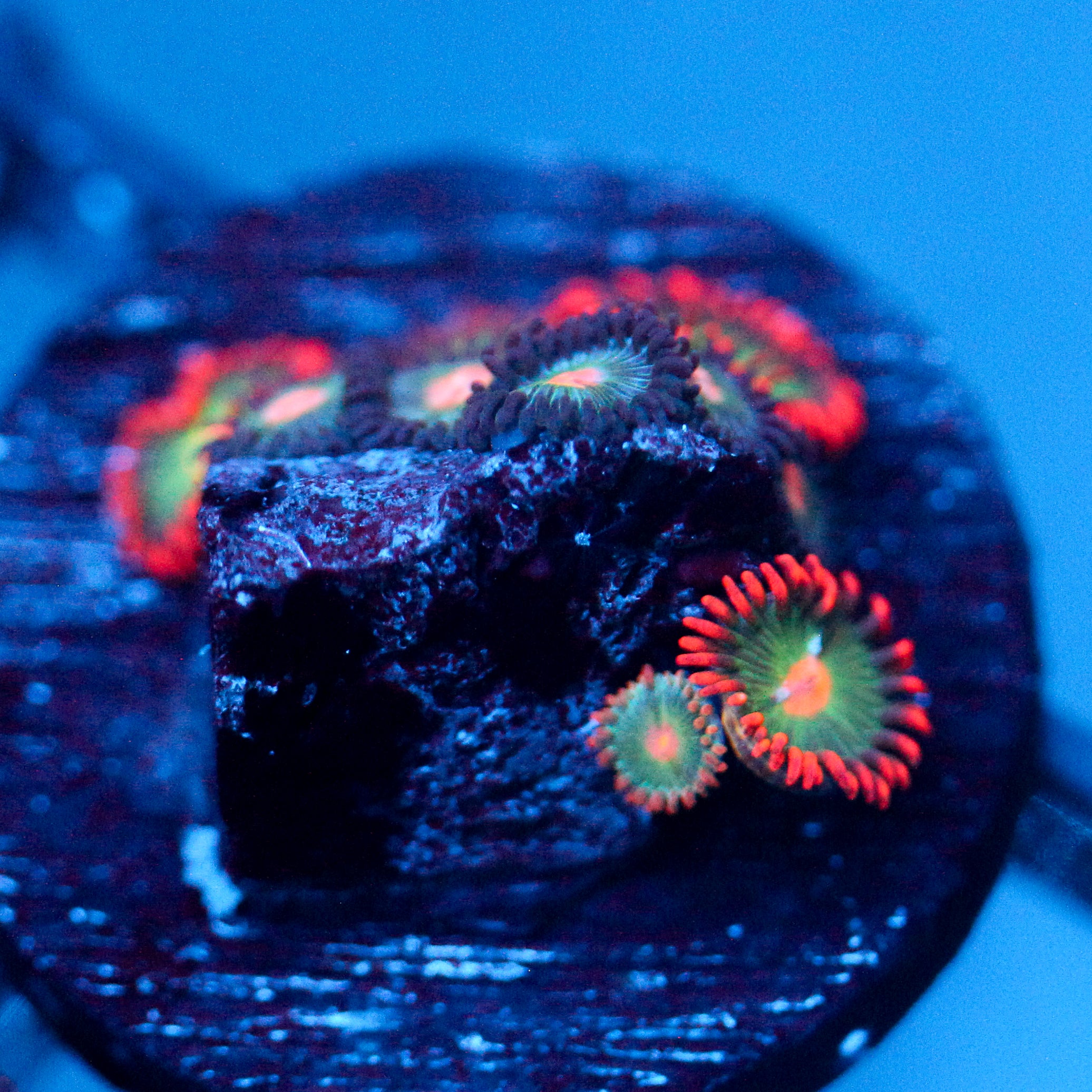 JC Zoa Garden Seed