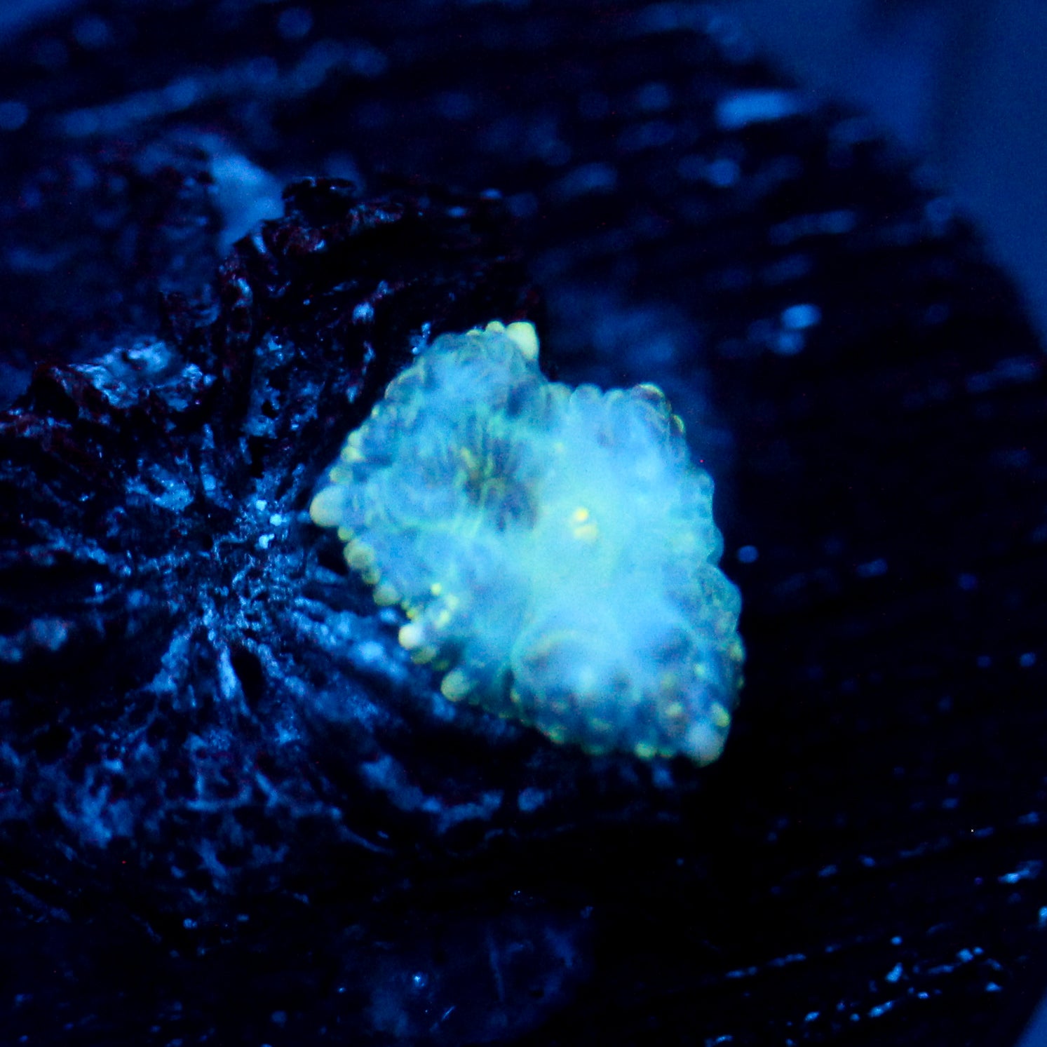 JC Mystery Rhodactis