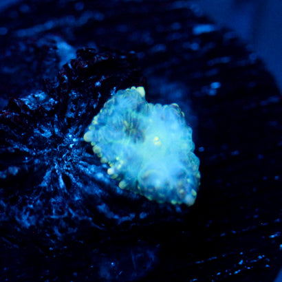 JC Mystery Rhodactis