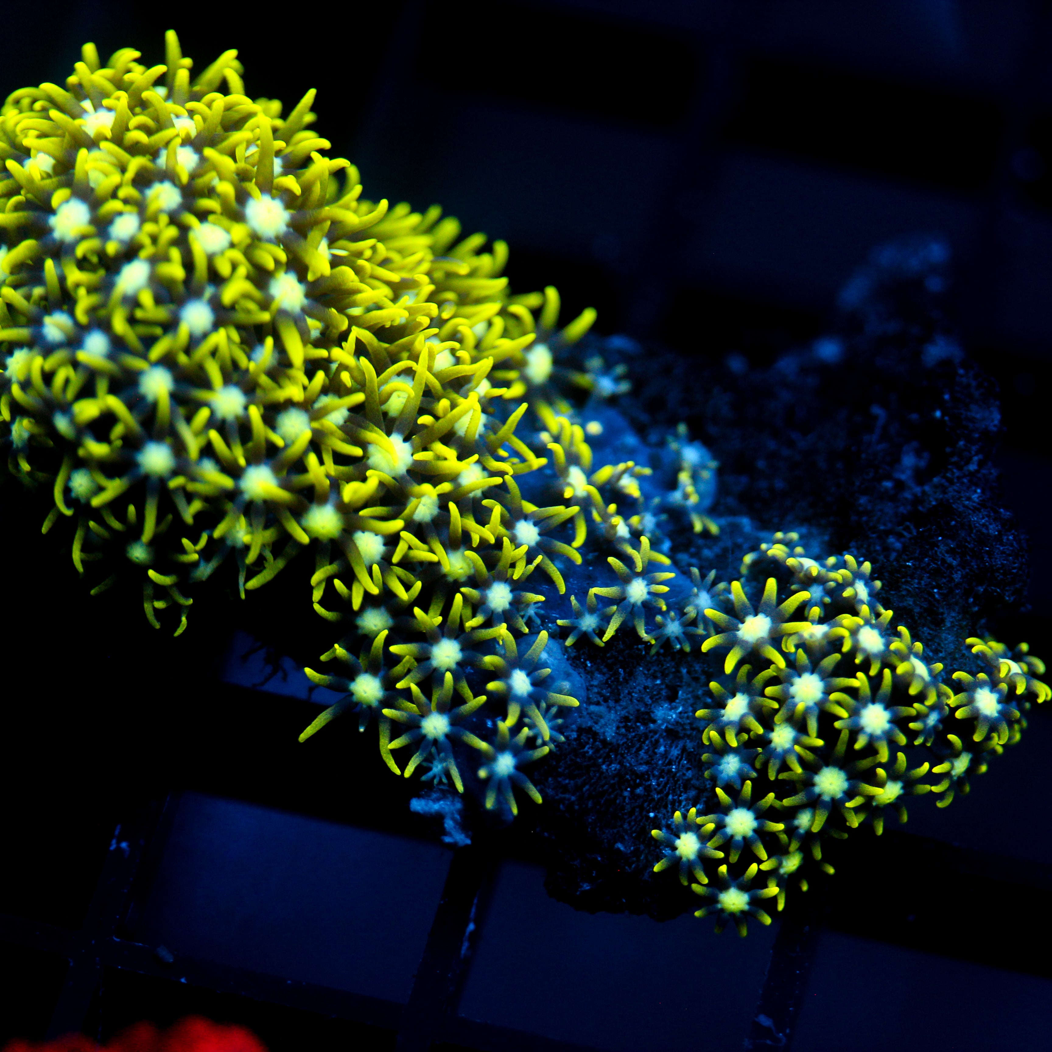 JC Lime Wire Gsp