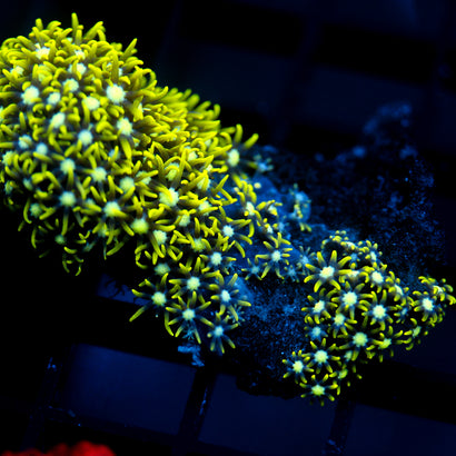 JC Lime Wire Gsp