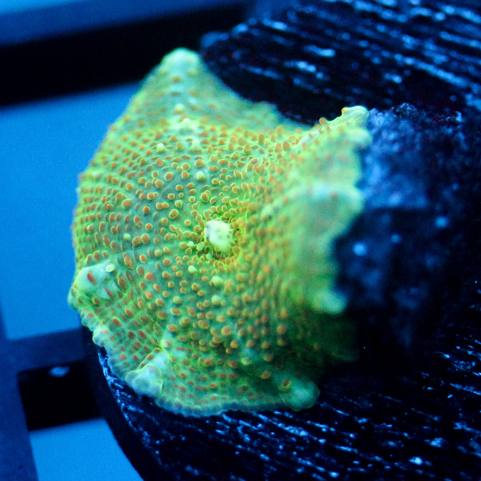 JC Slime Discosoma