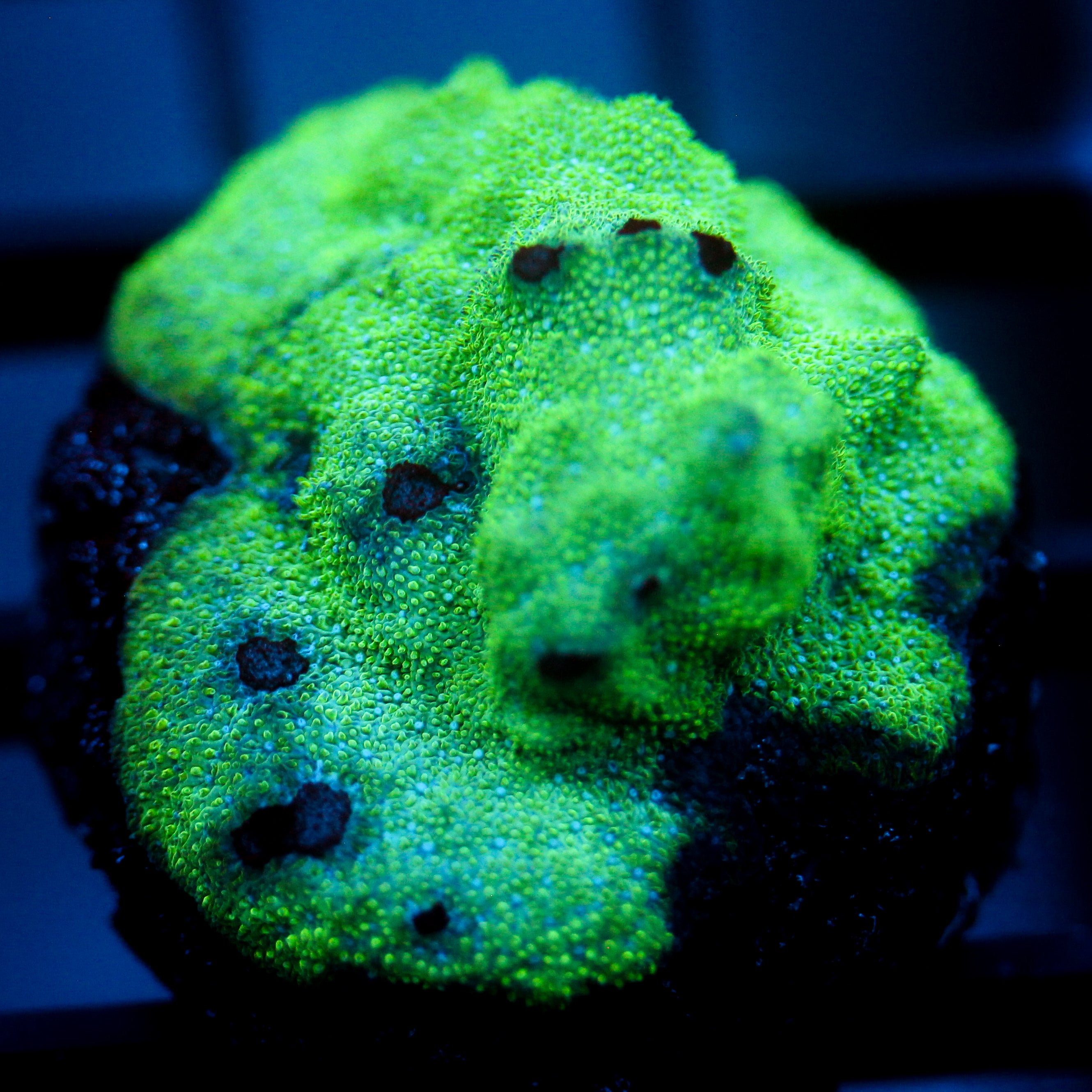 JC Neon Psammacora