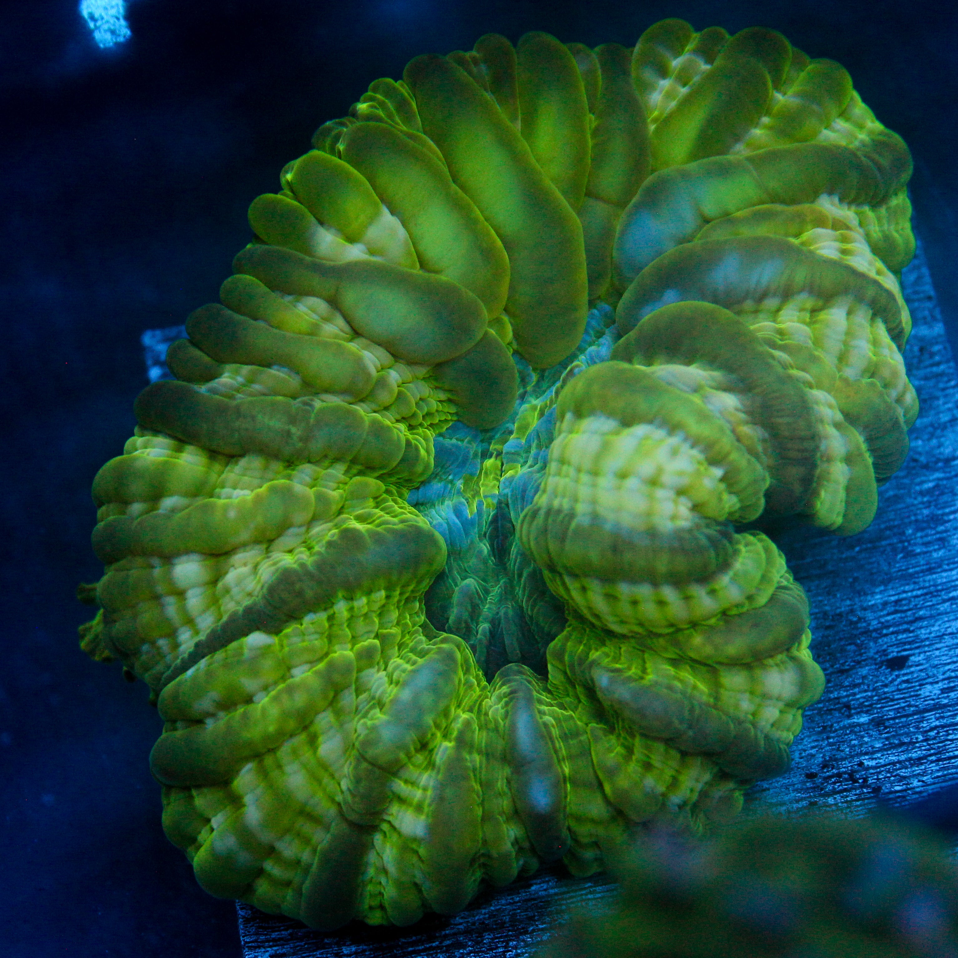 JC Uranium Ore Cynarina