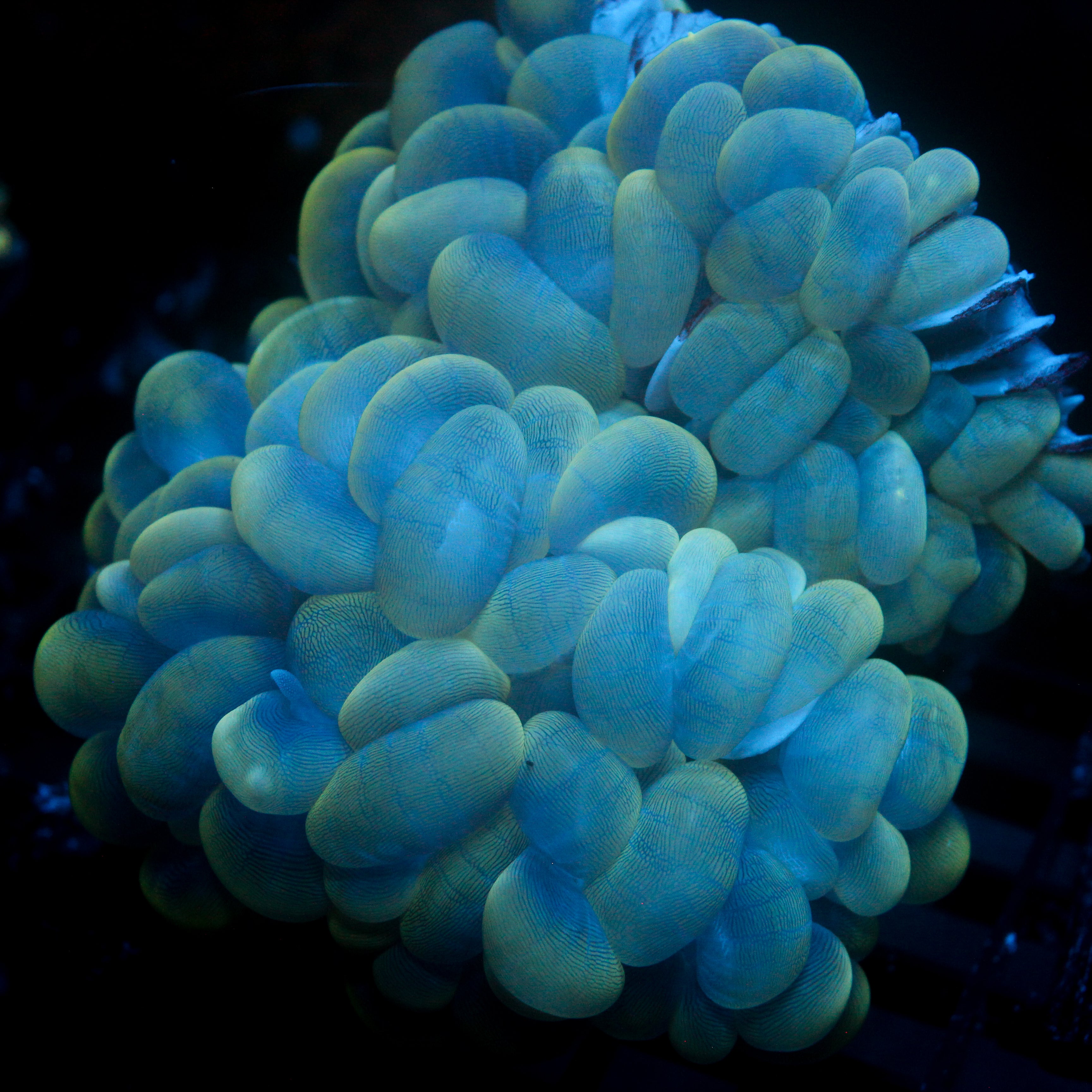 JC Bubble Coral Double 6"+