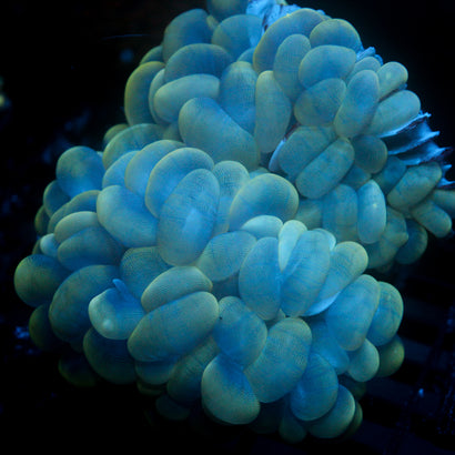 JC Bubble Coral Double 6"+