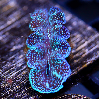 JC Tron Crocea