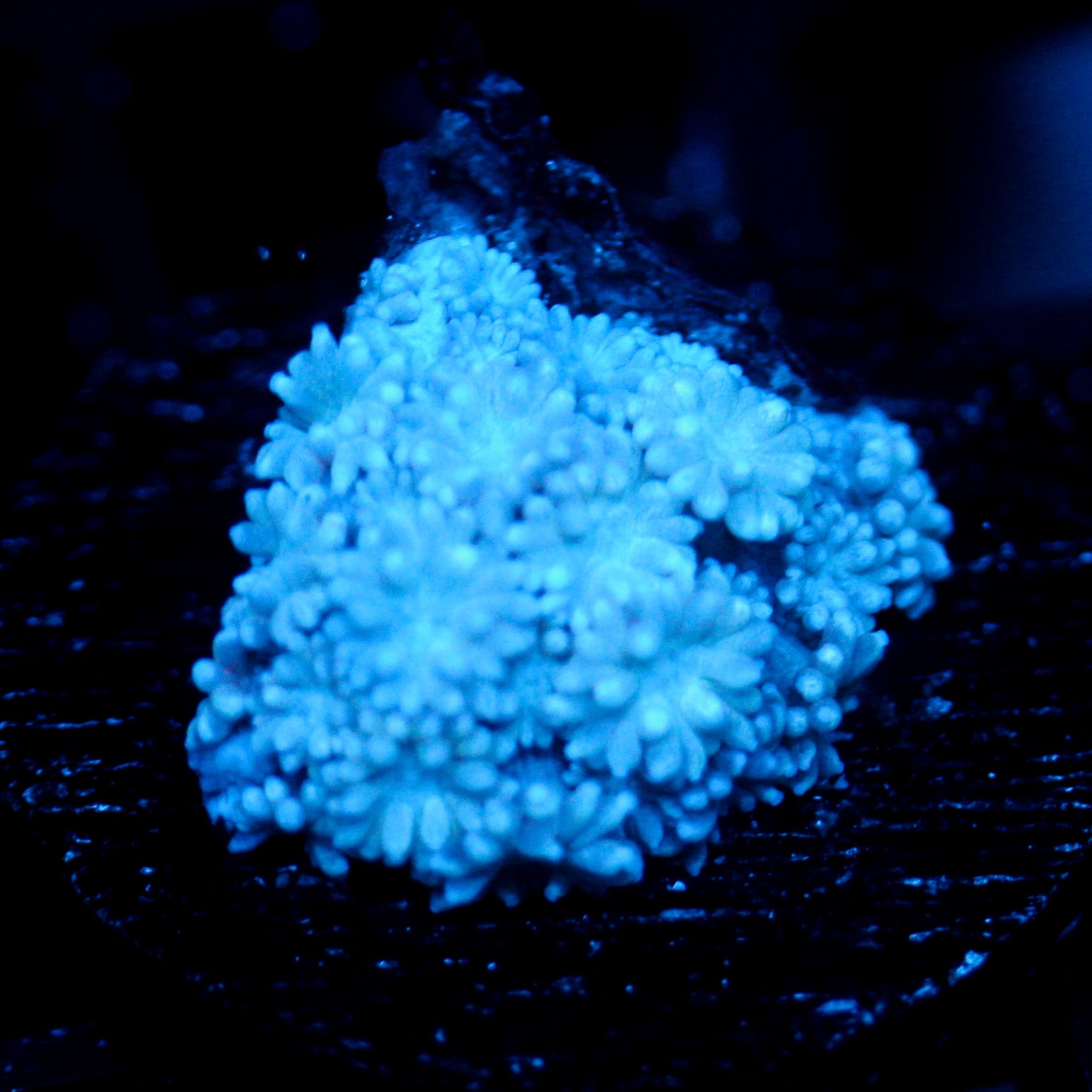 JC Blizzard Goni