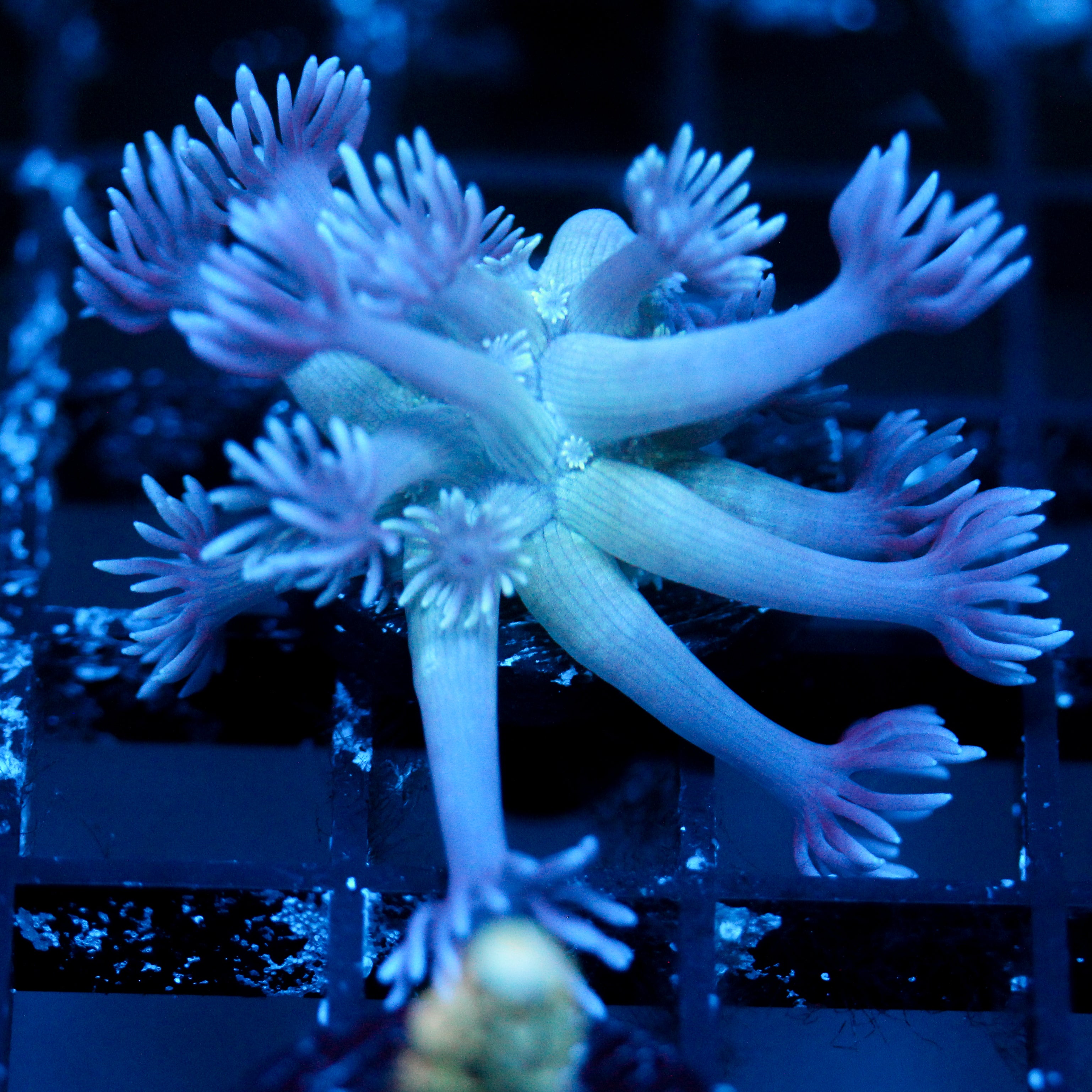 JC Blue Flamingo Goni