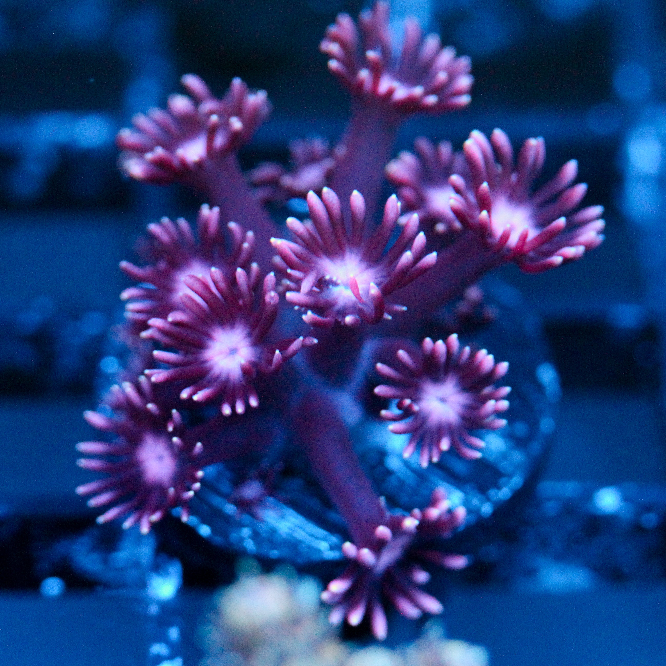 JC Purple Demon Goni