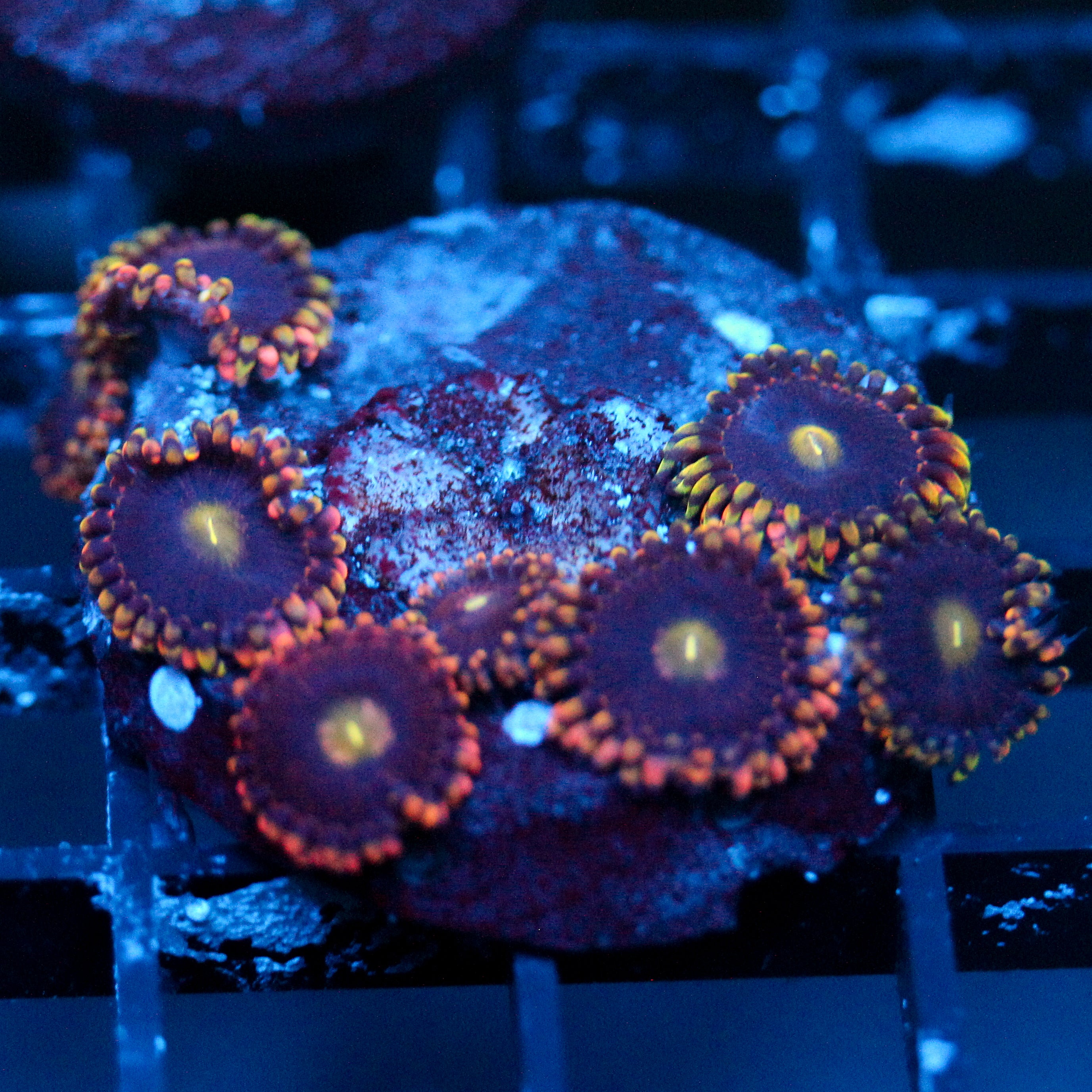 JC Bozo's Birthday Zoanthid