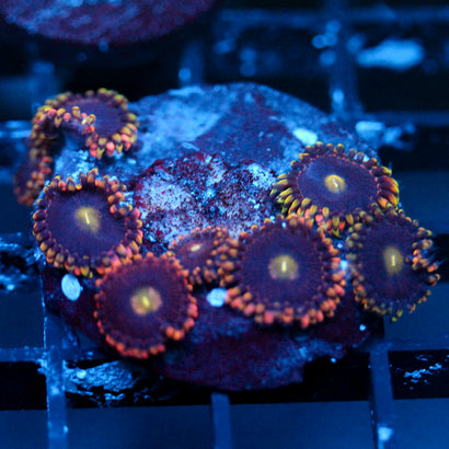 JC Bozo's Birthday Zoanthid