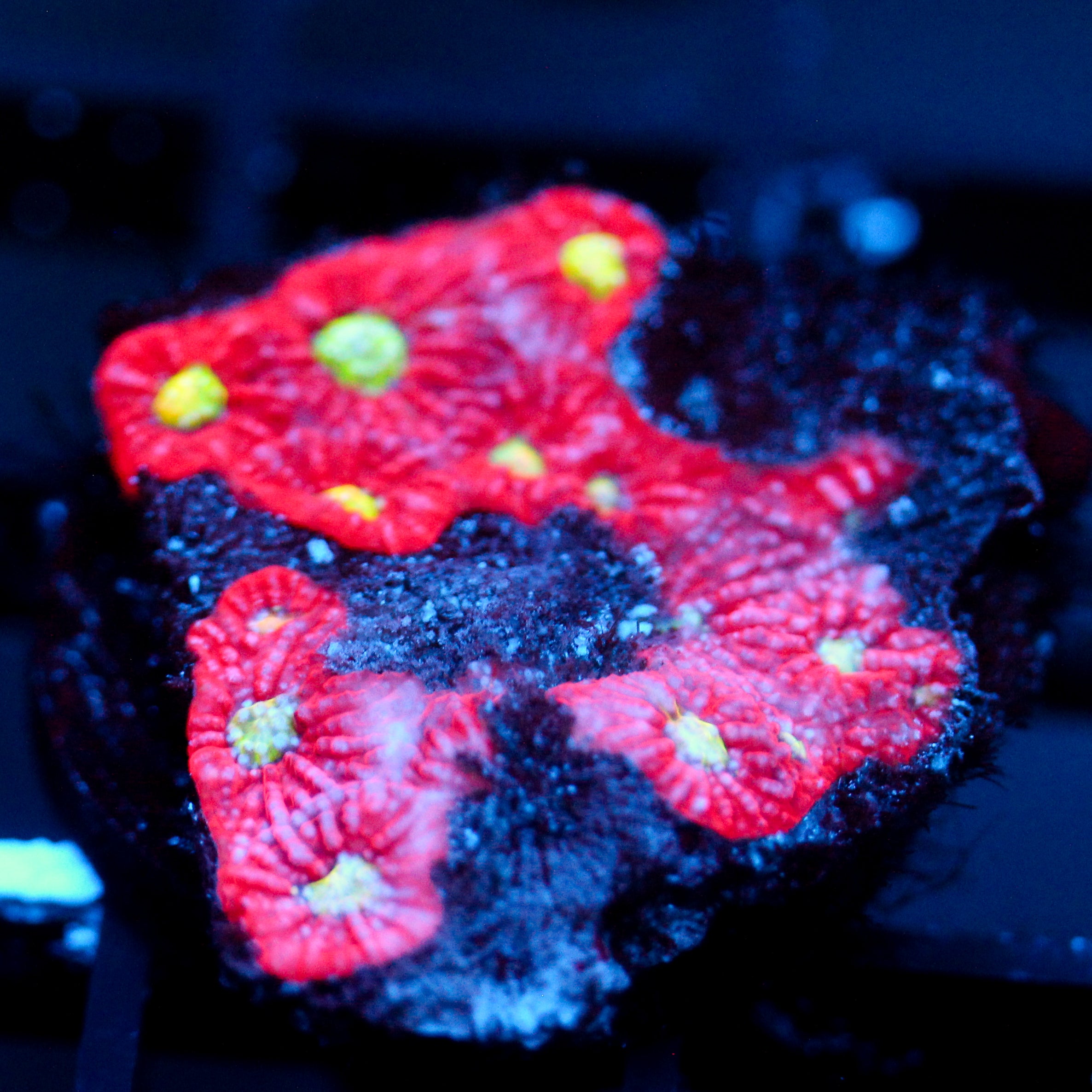 JC Red Crush Favia