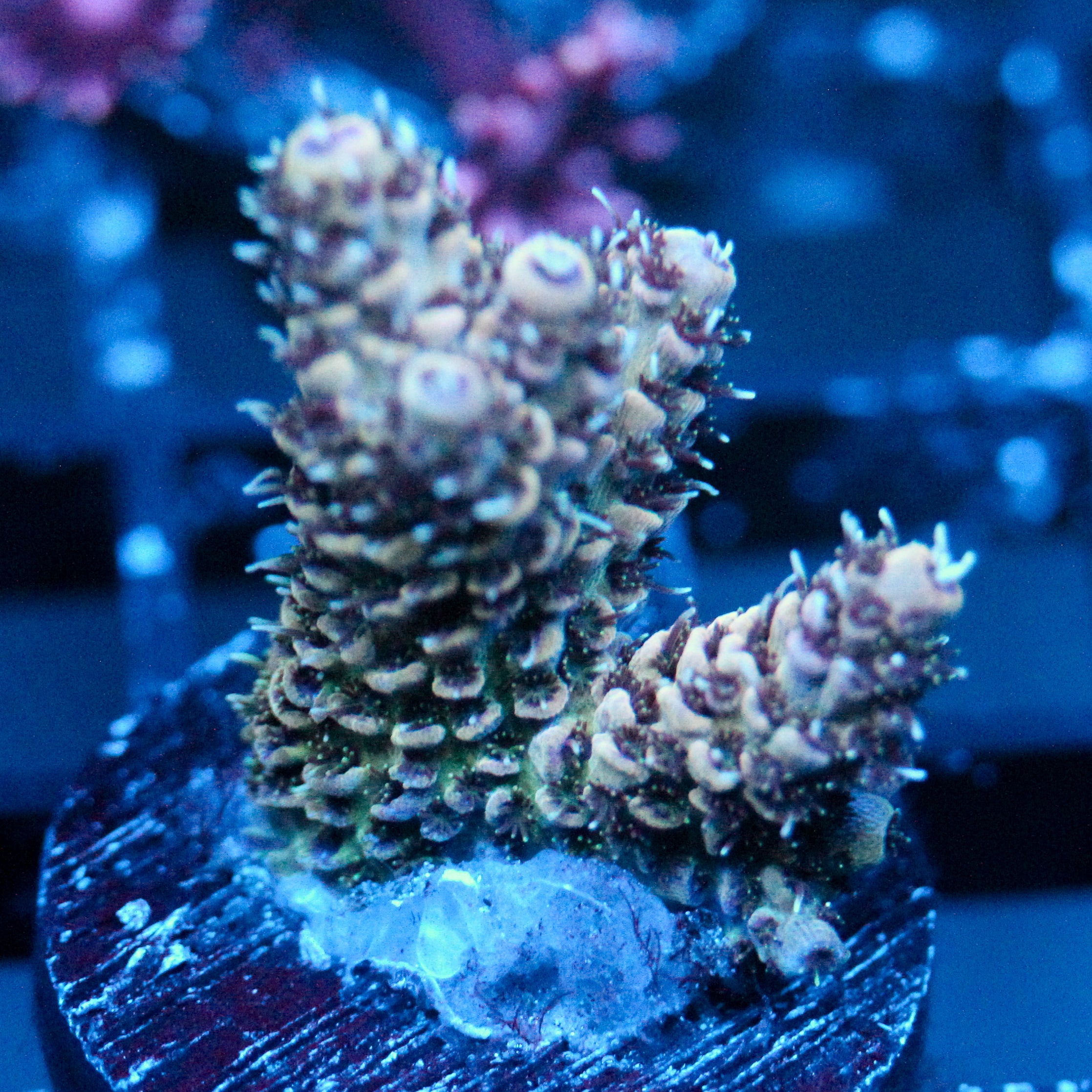 JC Starlight
