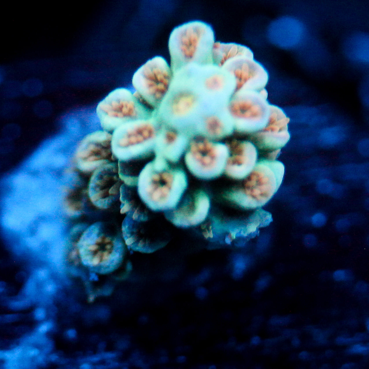JC Pastel Petals