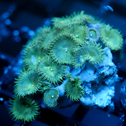 JC Minty Palythoa