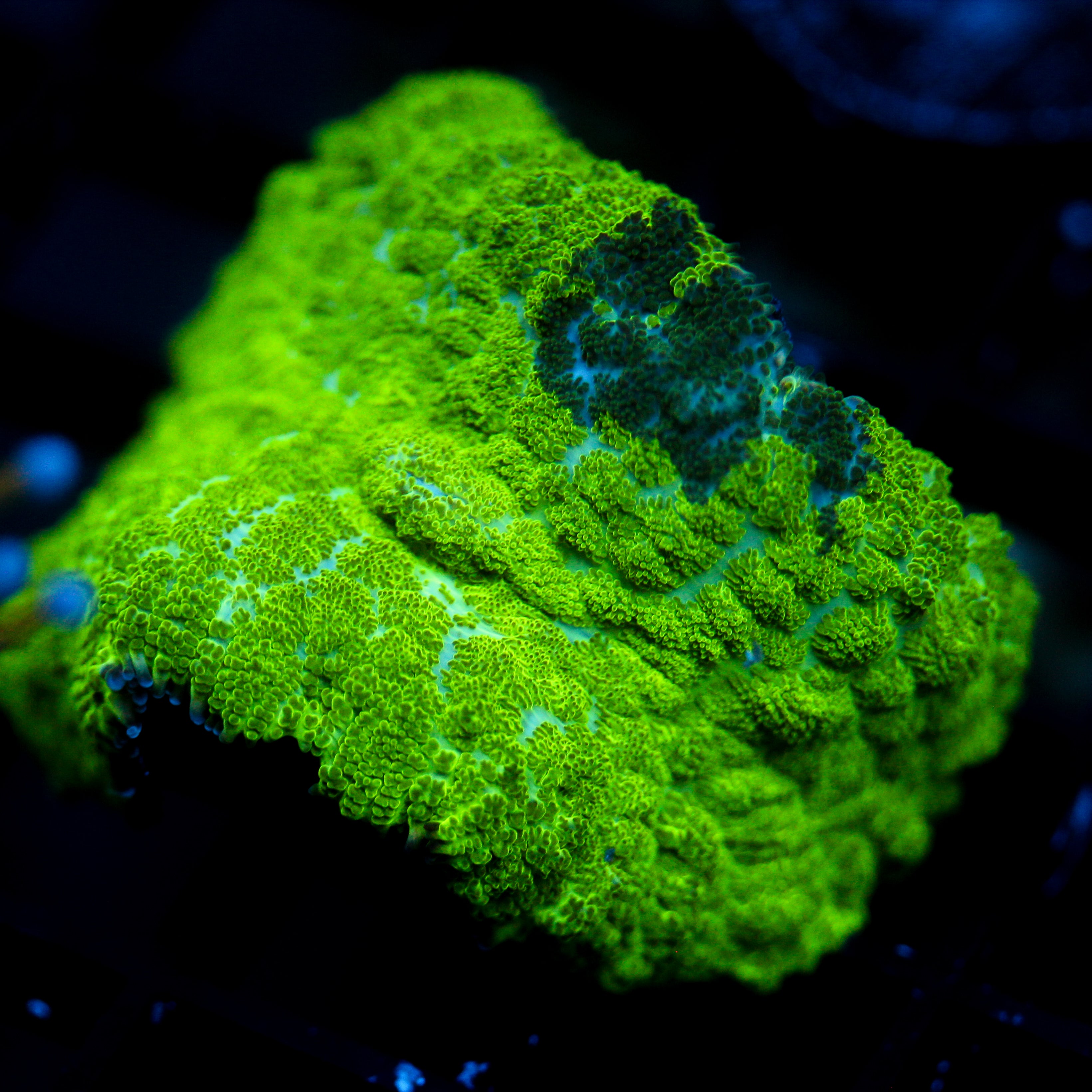 JC Kryptonite Rhodactis