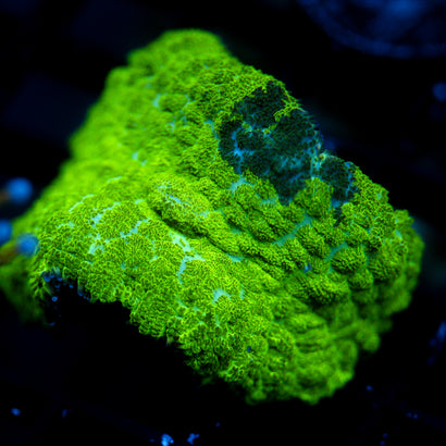 JC Kryptonite Rhodactis