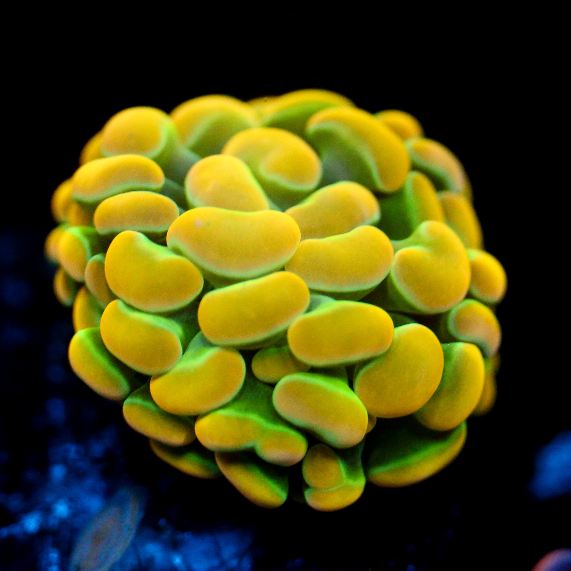 JC Rainbow Gold Hammer